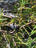 Image of Hakea vittata R. Br.