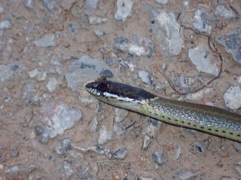 صورة Sibynophis collaris (Gray 1853)