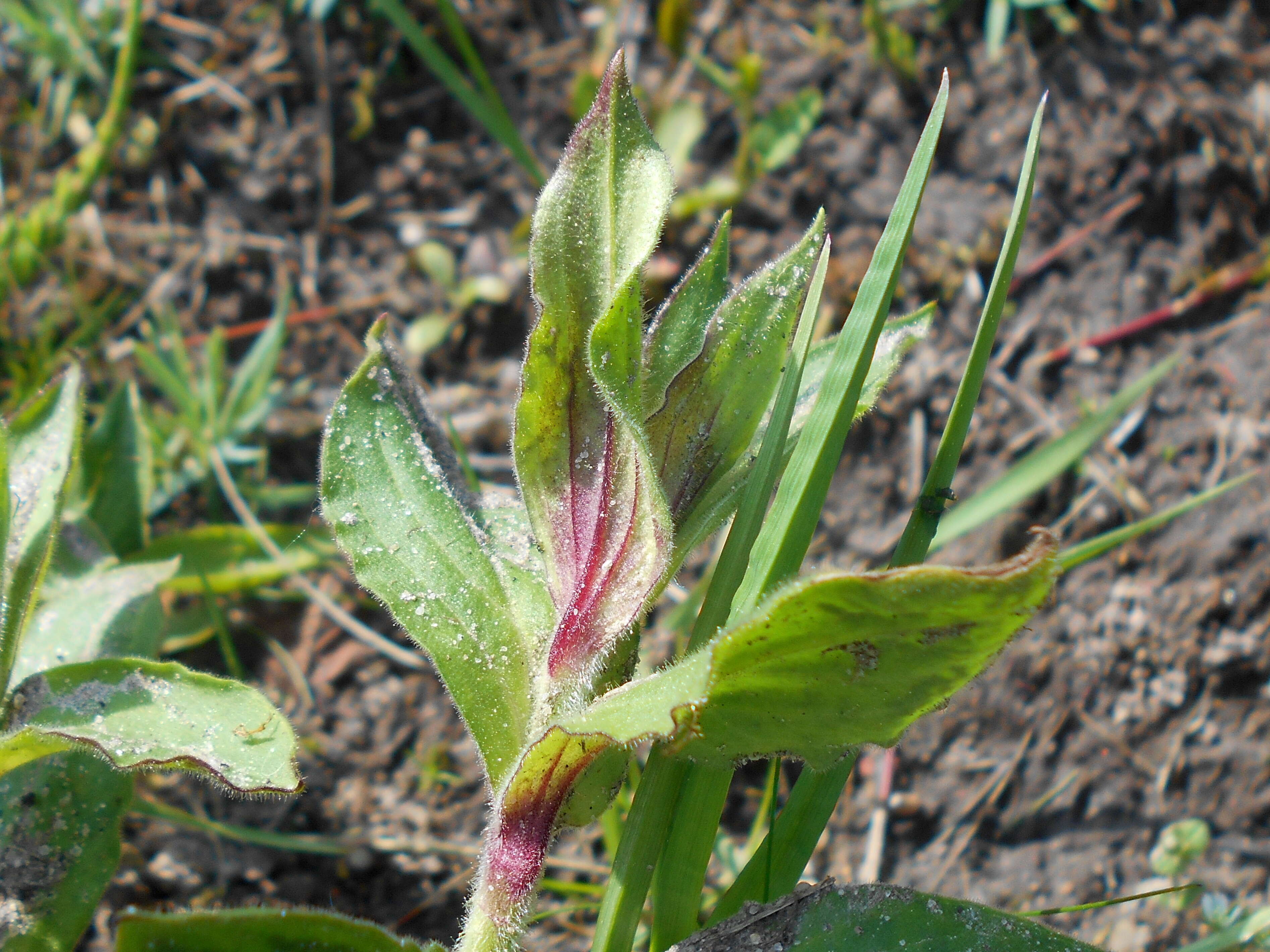 صورة Silene dioica (L.) Clairv.