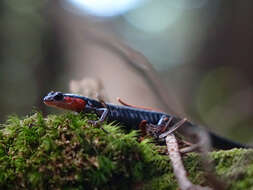 Image of Jordan's Salamander