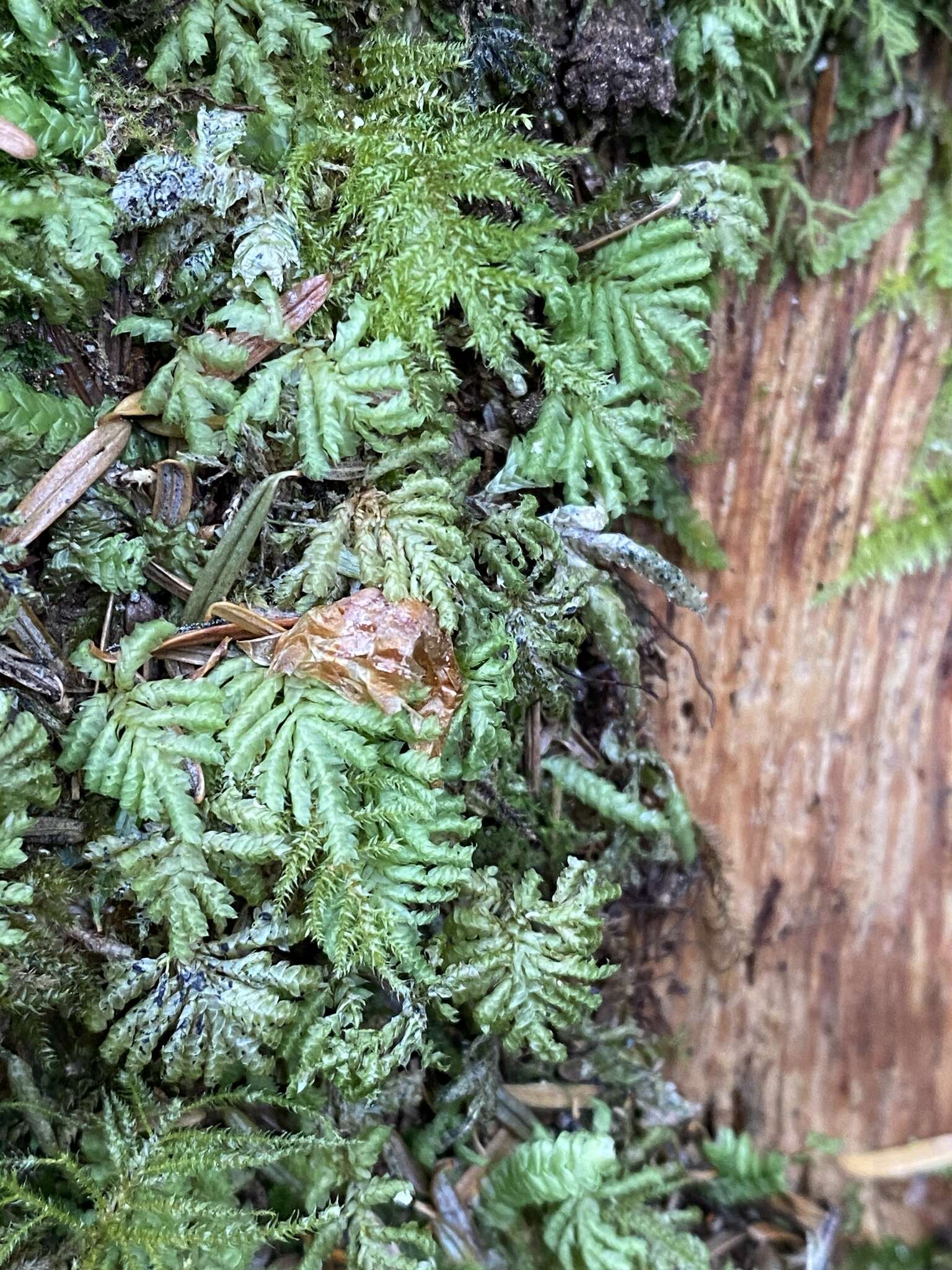 Plancia ëd Hypopterygium flavolimbatum C. Müller 1850