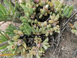 Image of Corpuscularia lehmannii (Eckl. & Zeyh.) Schwant.