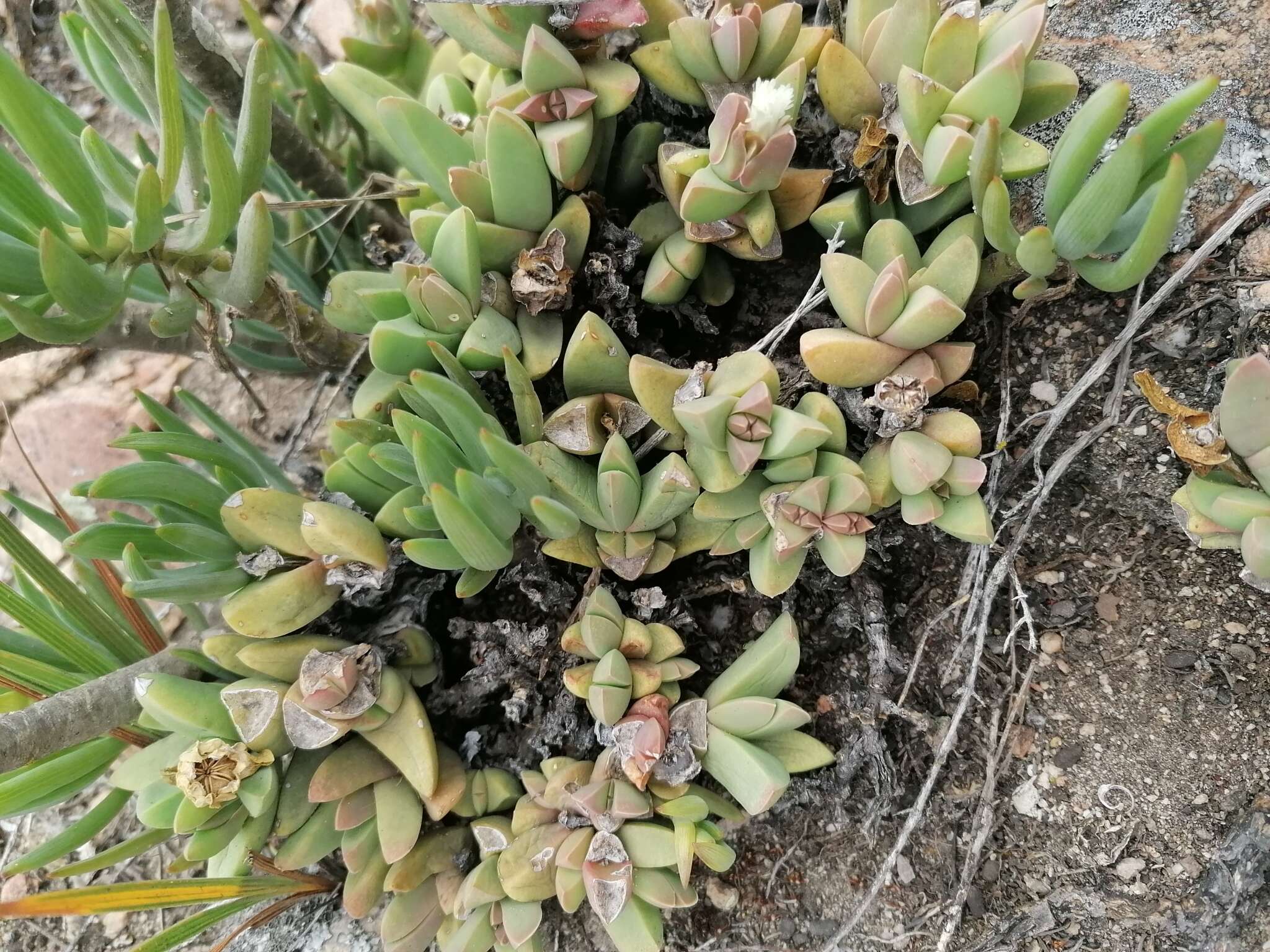 Image of Corpuscularia lehmannii (Eckl. & Zeyh.) Schwant.