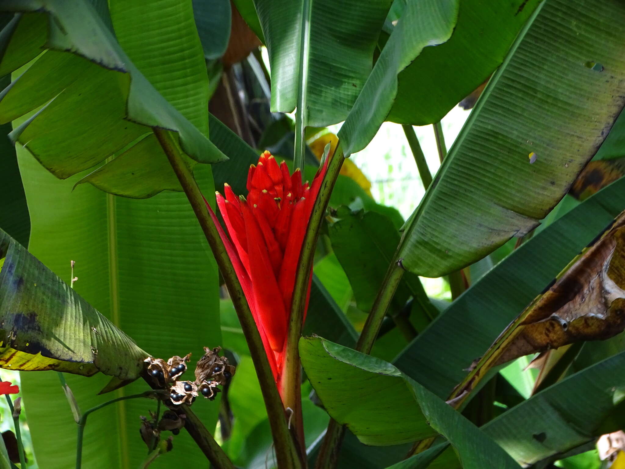 Image of Scarlet Banana