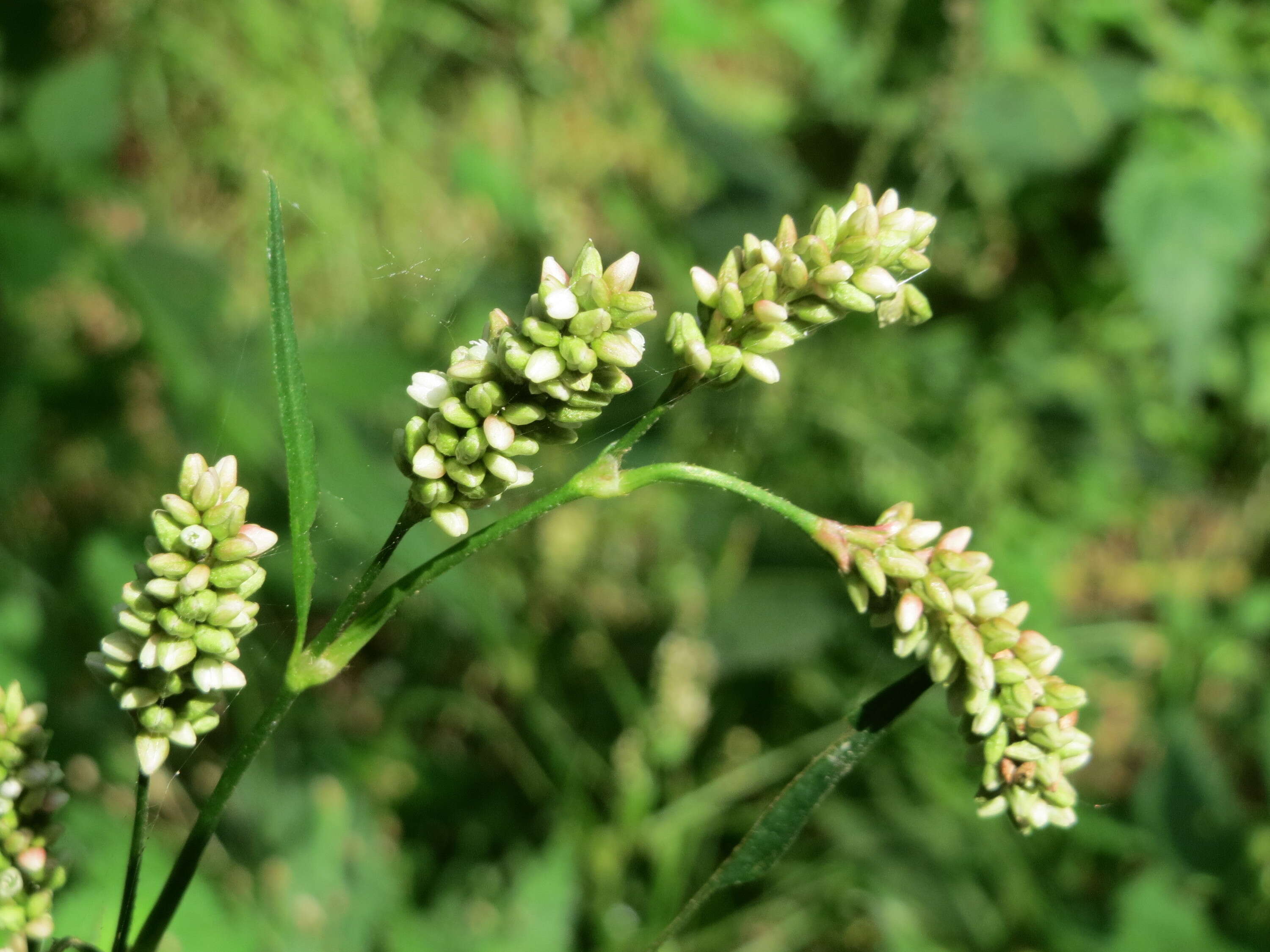 Image of Dock-Leaf Smartweed