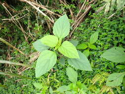 Imagem de Adenostemma lavenia (L.) Kuntze