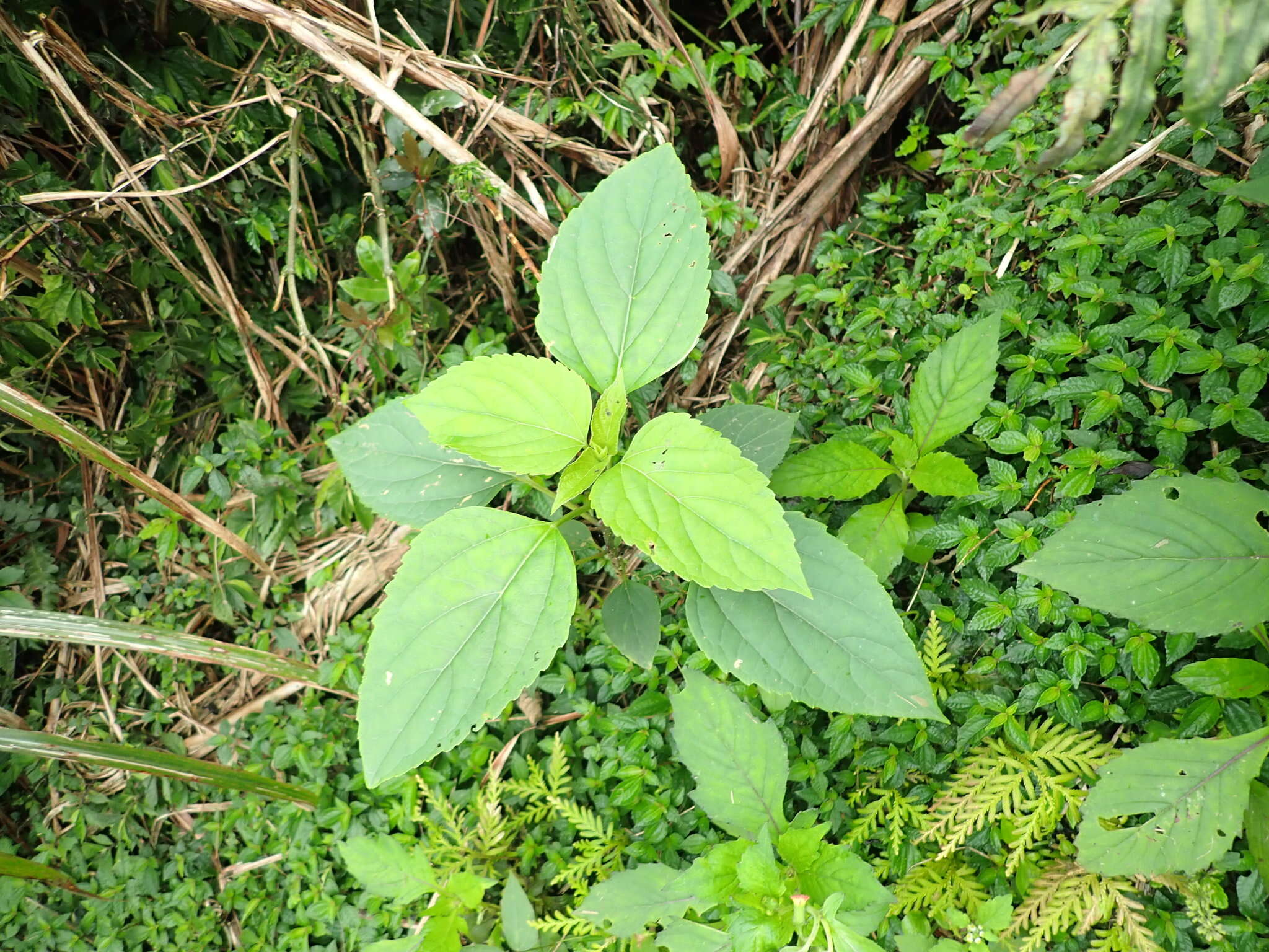 Adenostemma lavenia (L.) Kuntze resmi