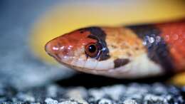 Image of Florida Scarlet Snake