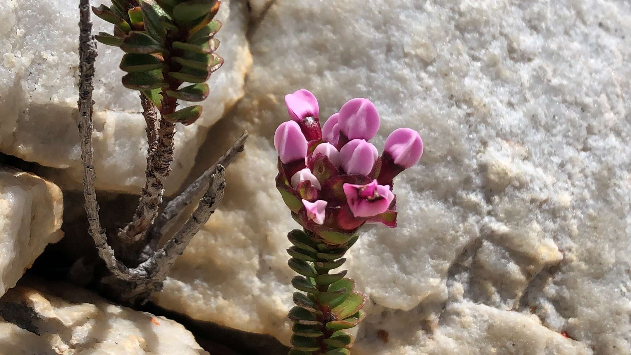 Image of Sonderothamnus petraeus (W. F. Barker) R. Dahlgr.