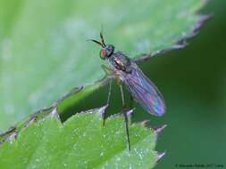 Imagem de Dolichopus longicornis Stannius 1831