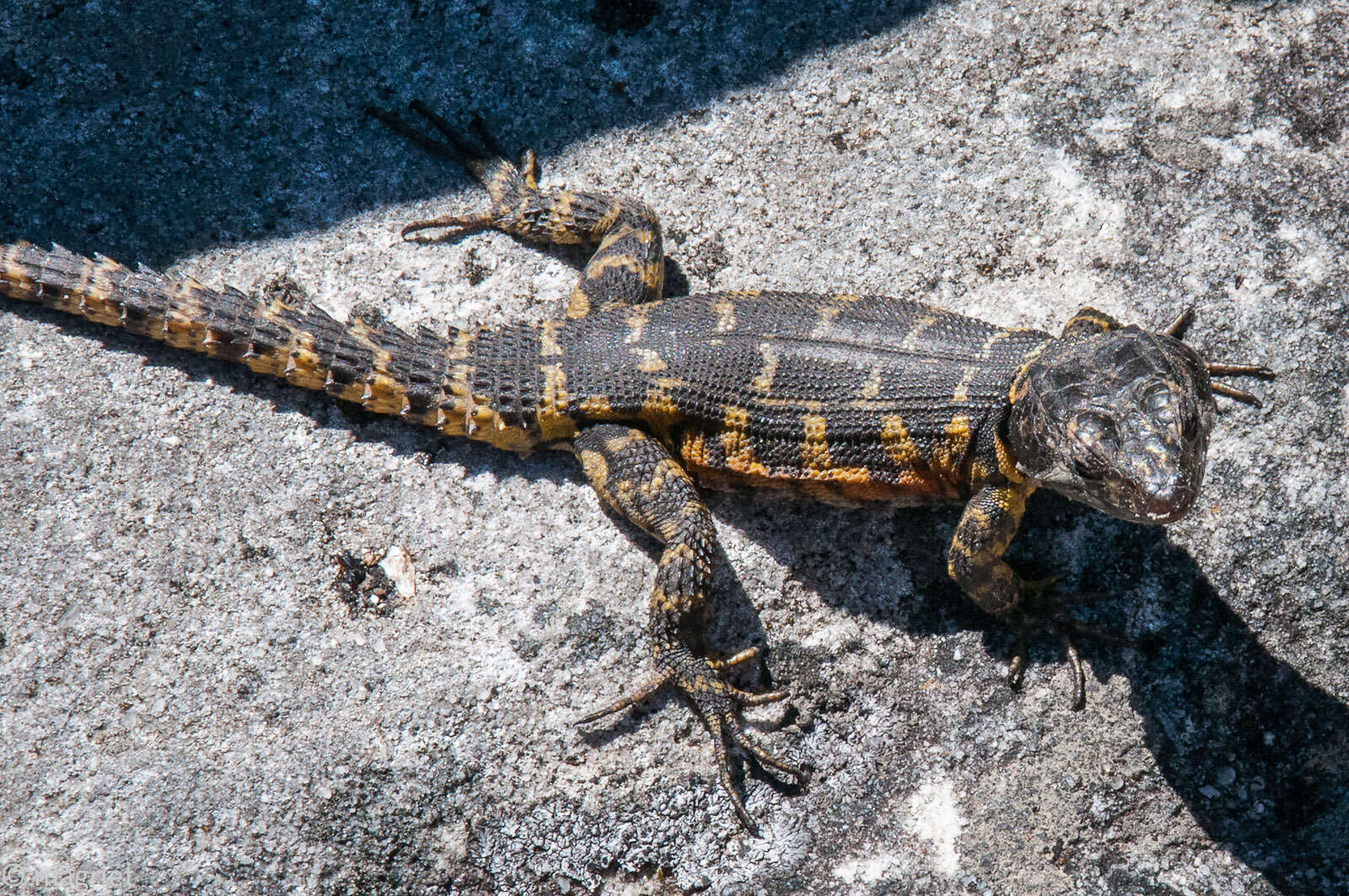 Image of Pseudocordylus microlepidotus microlepidotus (Cuvier 1829)