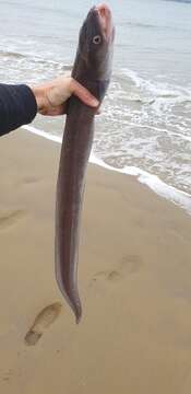 Image of Common conger-eel