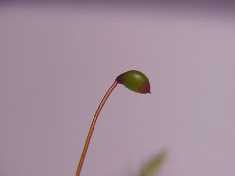 Image of goose neck moss