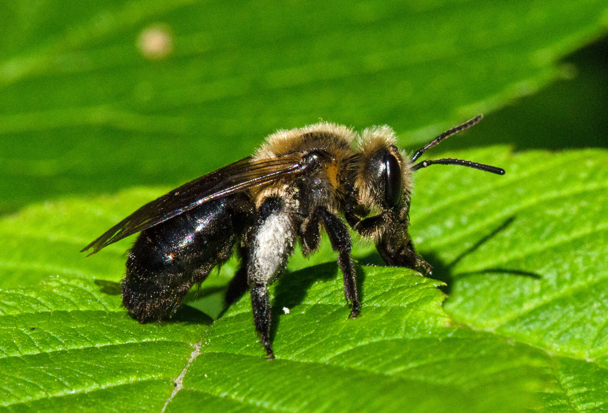 Imagem de Andrena vicina Smith 1853