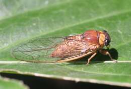 Image de Tryella castanea (Distant 1905)