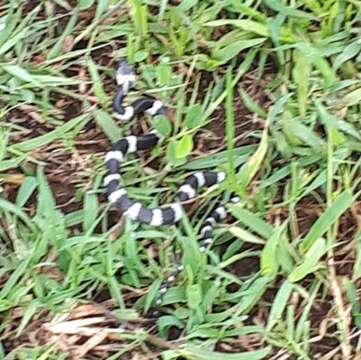 Image of Malayan Banded Wolf Snake