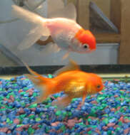 Image of Goldfish