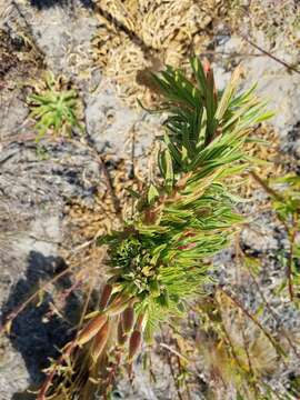 Image of Hooker's evening primrose