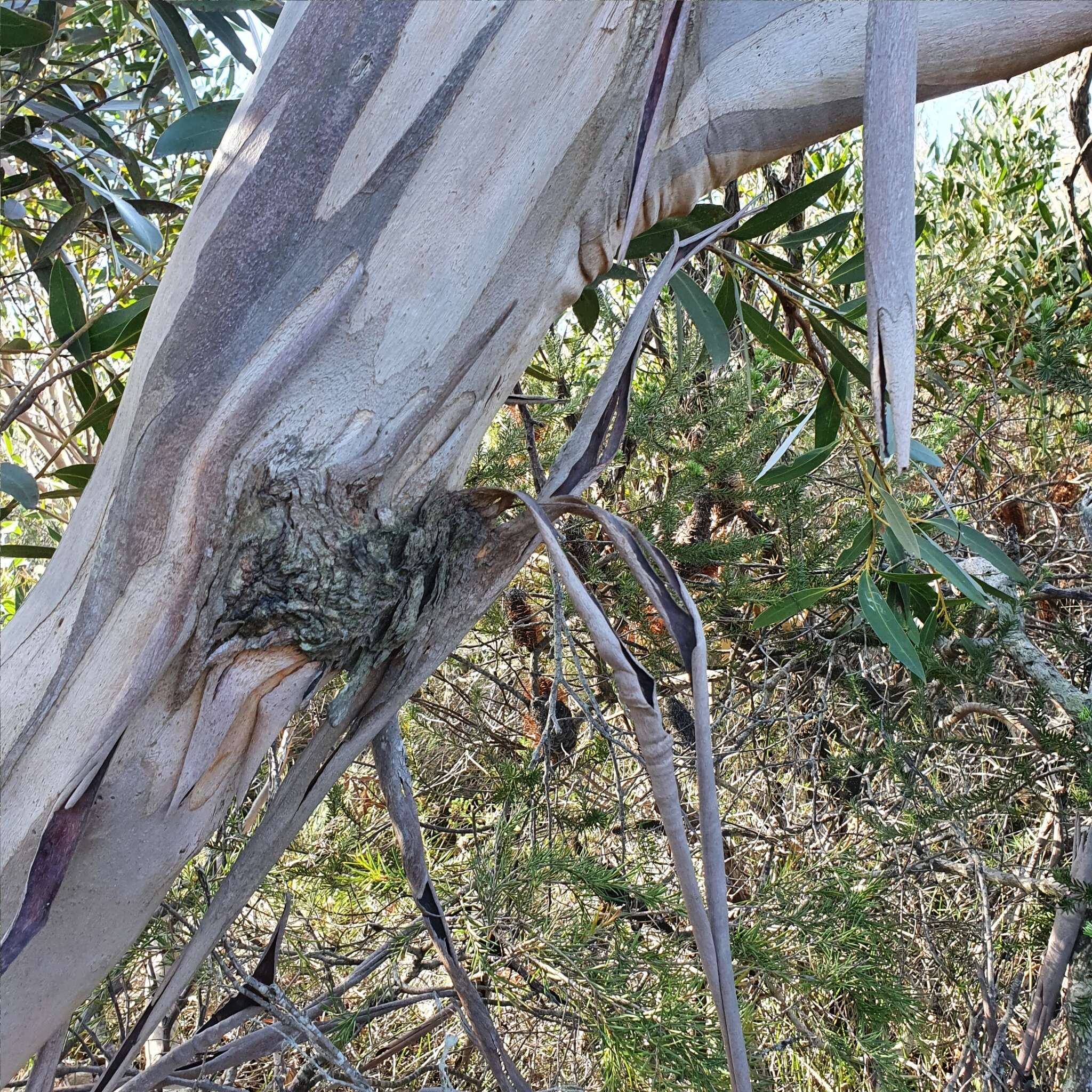 صورة Eucalyptus obstans L. A. S. Johnson & K. D. Hill