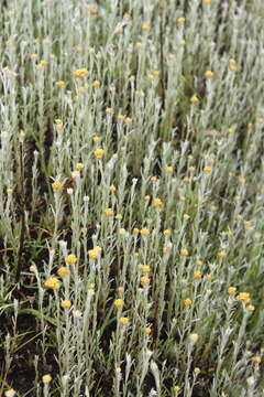 Sivun Helichrysum aureonitens Sch. Bip. kuva