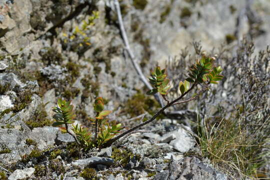 Image of Veronica decumbens Armstr.