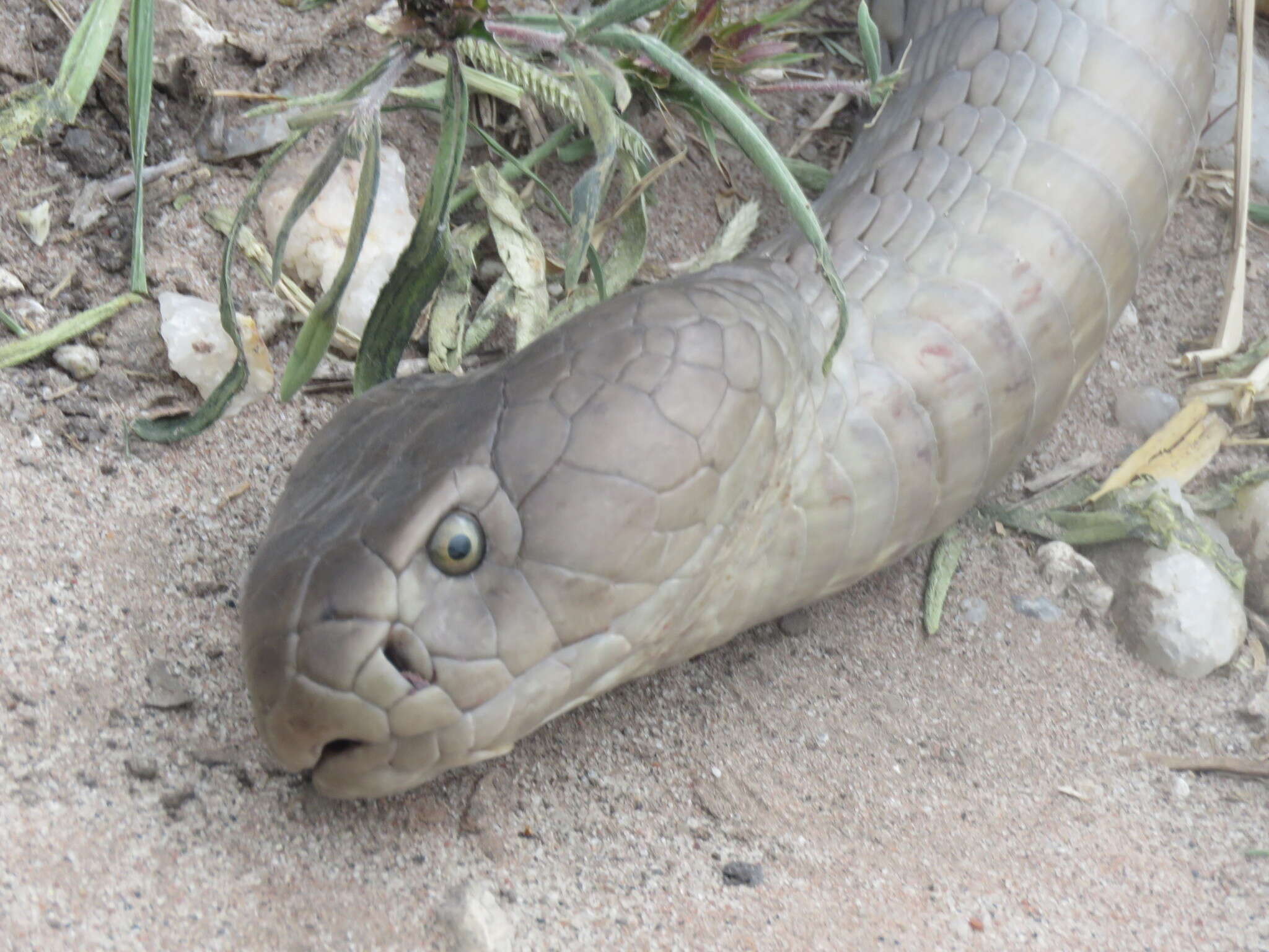 Image of Ashe’s spitting cobra