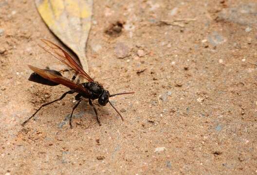 Agelaia angulata (Fabricius 1804)的圖片