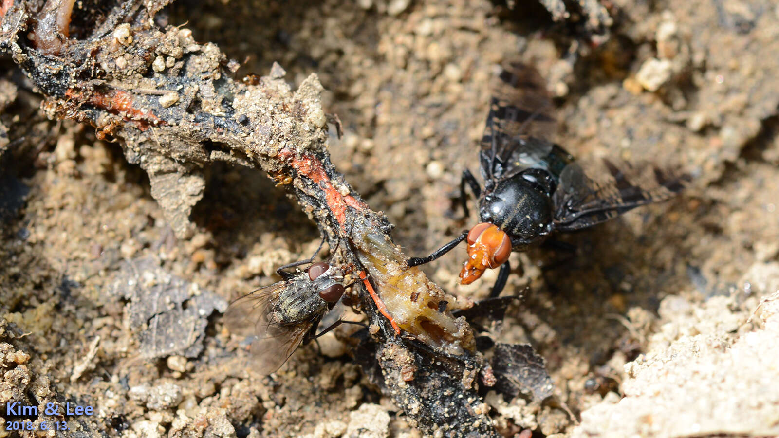 Image of Prosthiochaeta bifasciata Hara 1987