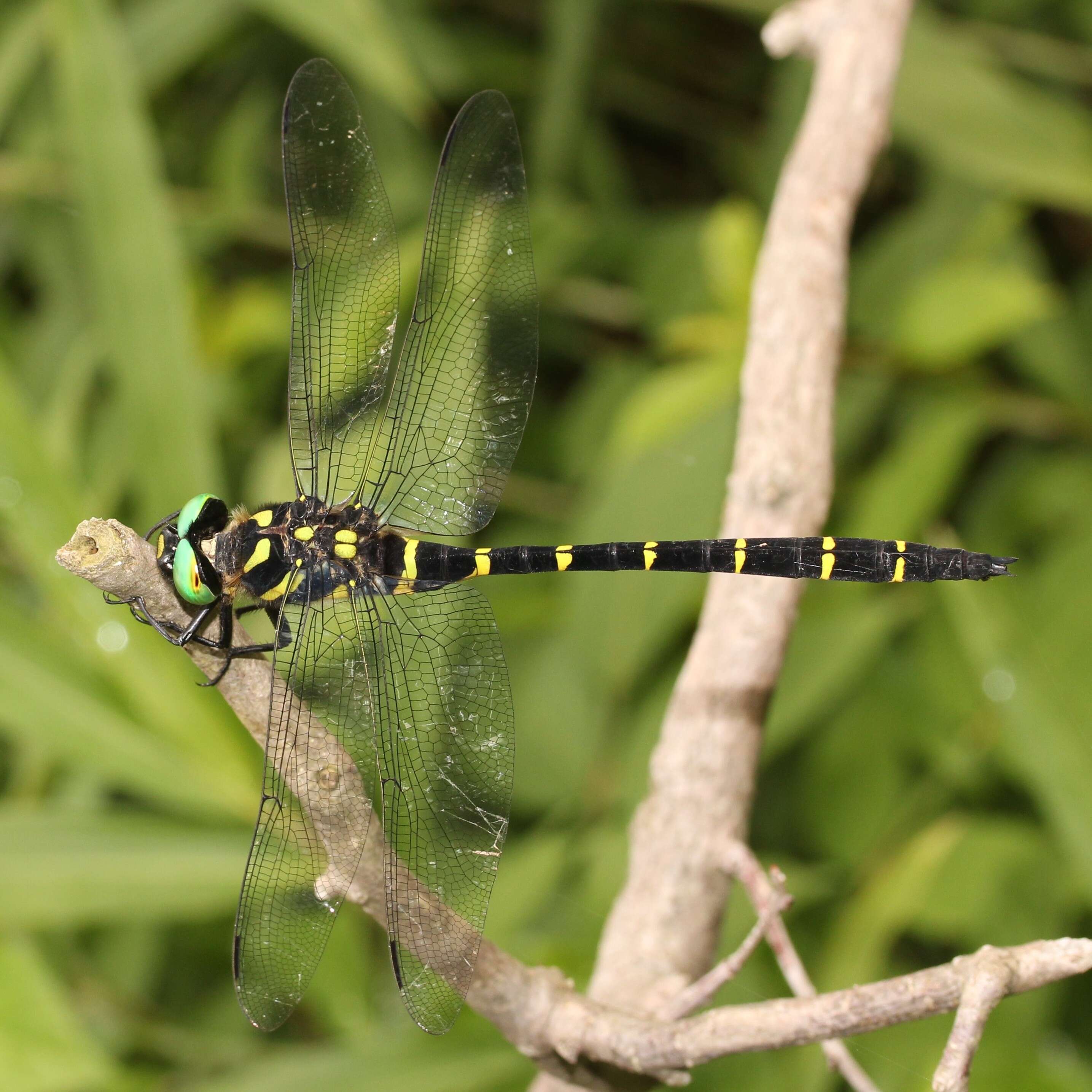 Image of Anotogaster sieboldii (Selys 1854)