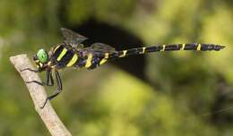 Image of Anotogaster sieboldii (Selys 1854)