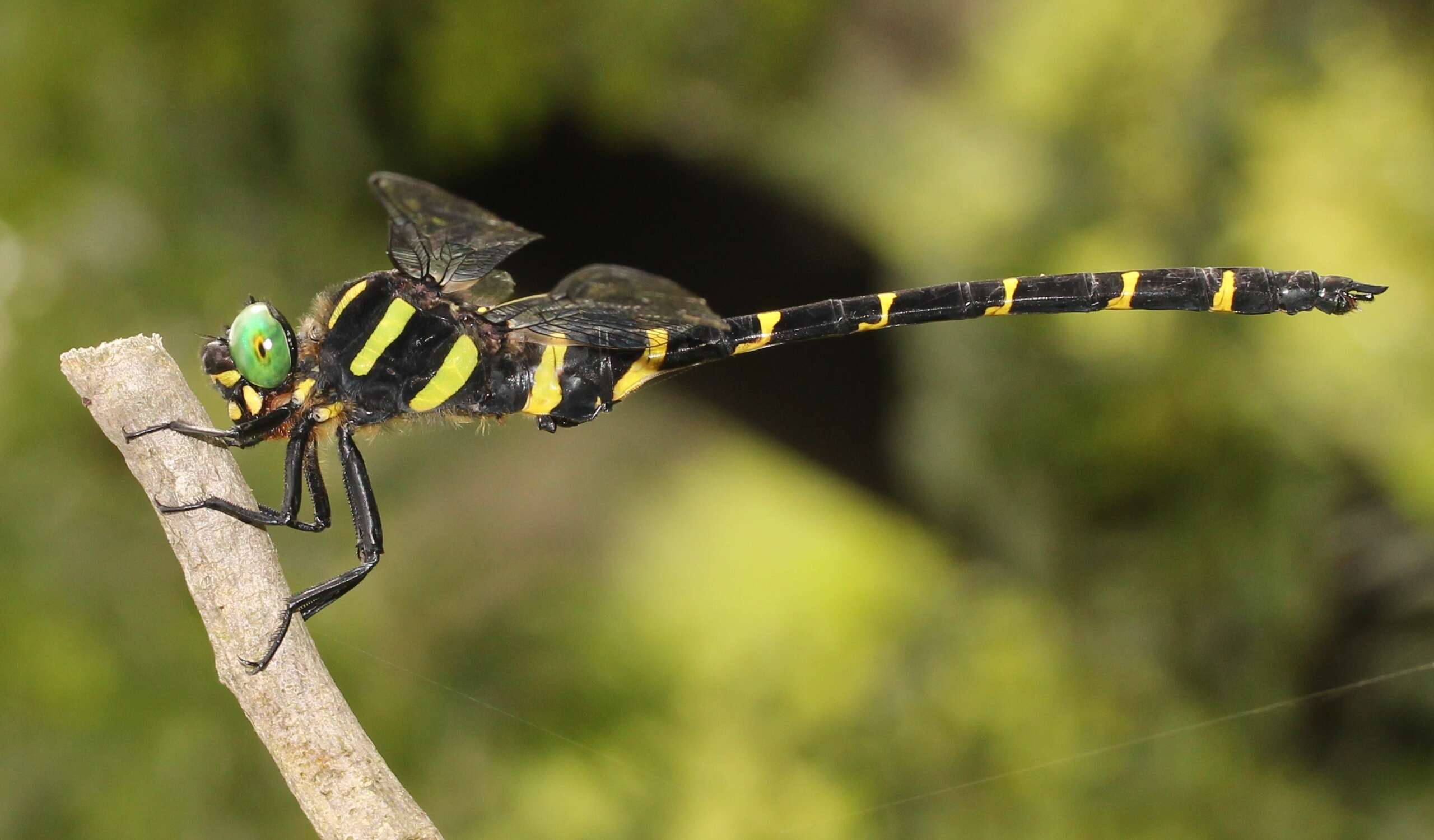 Image of Anotogaster sieboldii (Selys 1854)