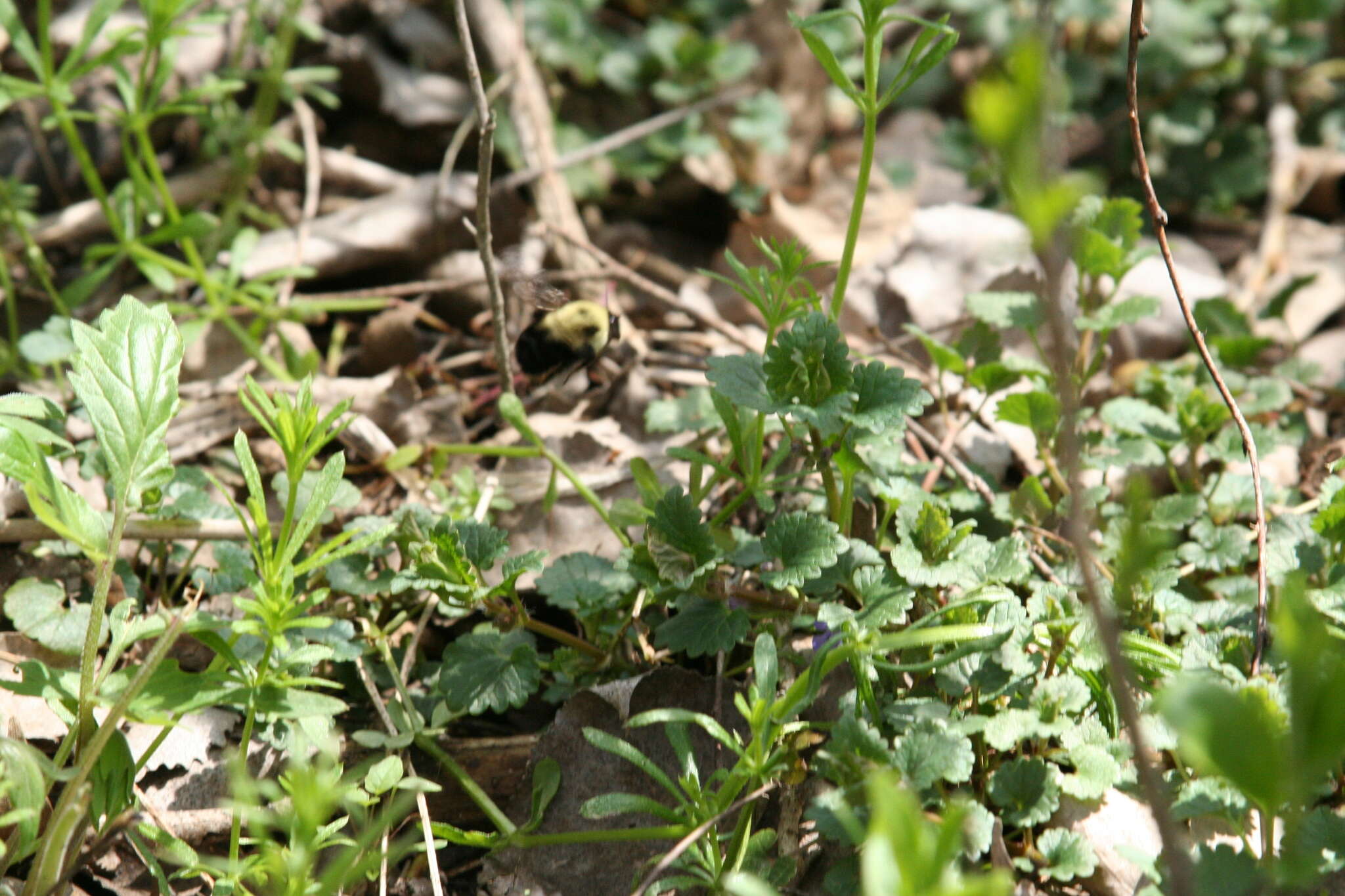 Image of Two-spotted Bumblebee