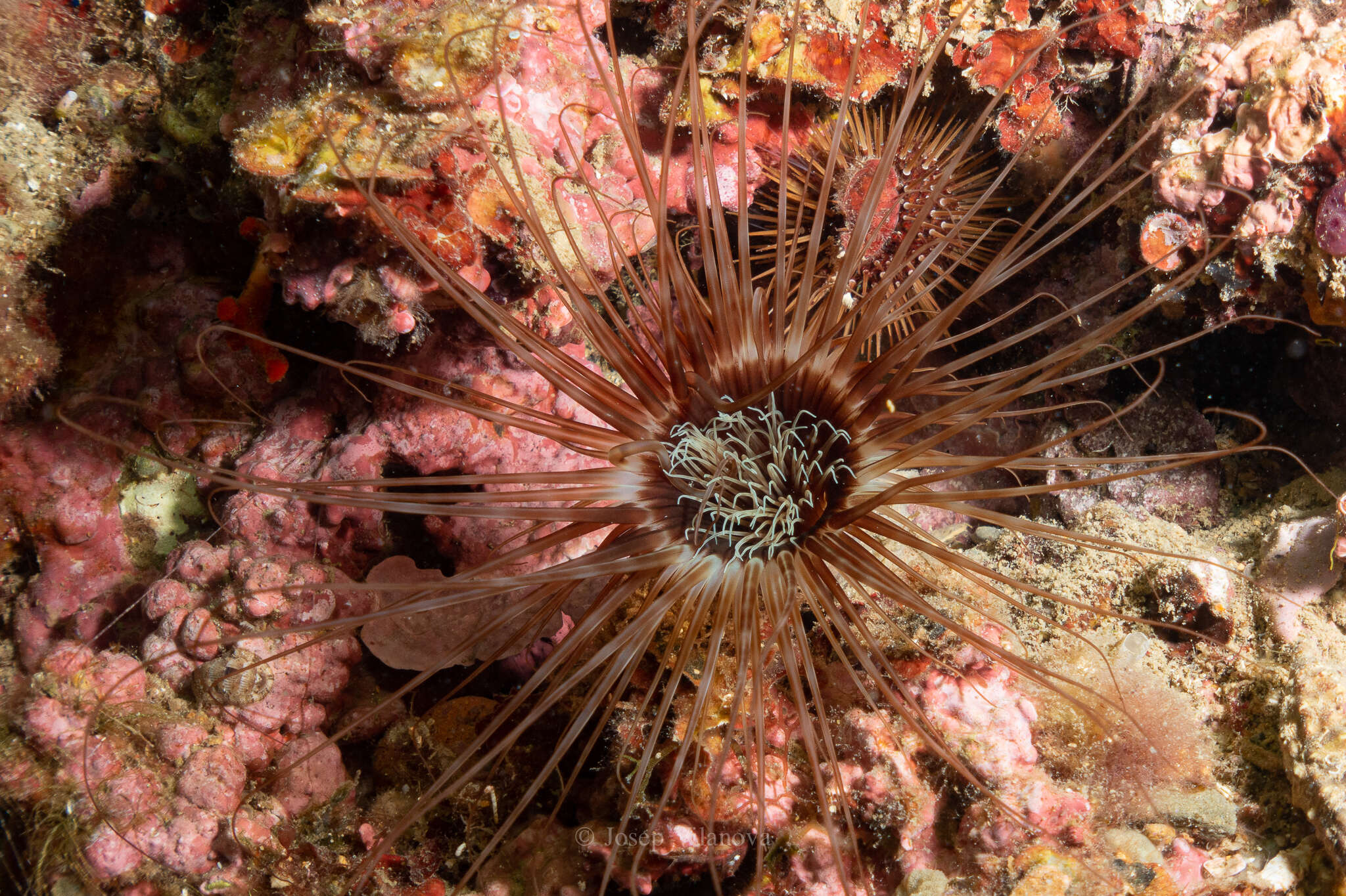 Image of Mediterranean cerianthid