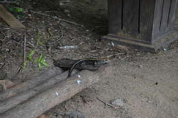 Image of western Girdled Lizard