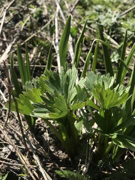 Delphinium viridescens Leiberg的圖片