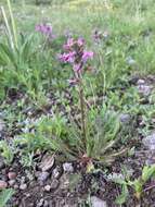 Image de Pedicularis parryi subsp. purpurea (Parry) G. D. Carr