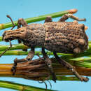 Image of Weevil