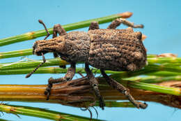 Image of Weevil