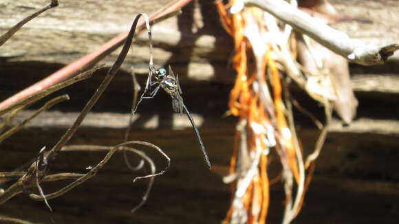 Image of Eusynthemis nigra (Tillyard 1906)