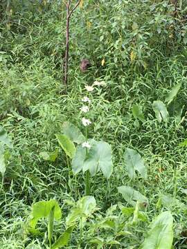 Imagem de Sagittaria australis (J. G. Sm.) Small