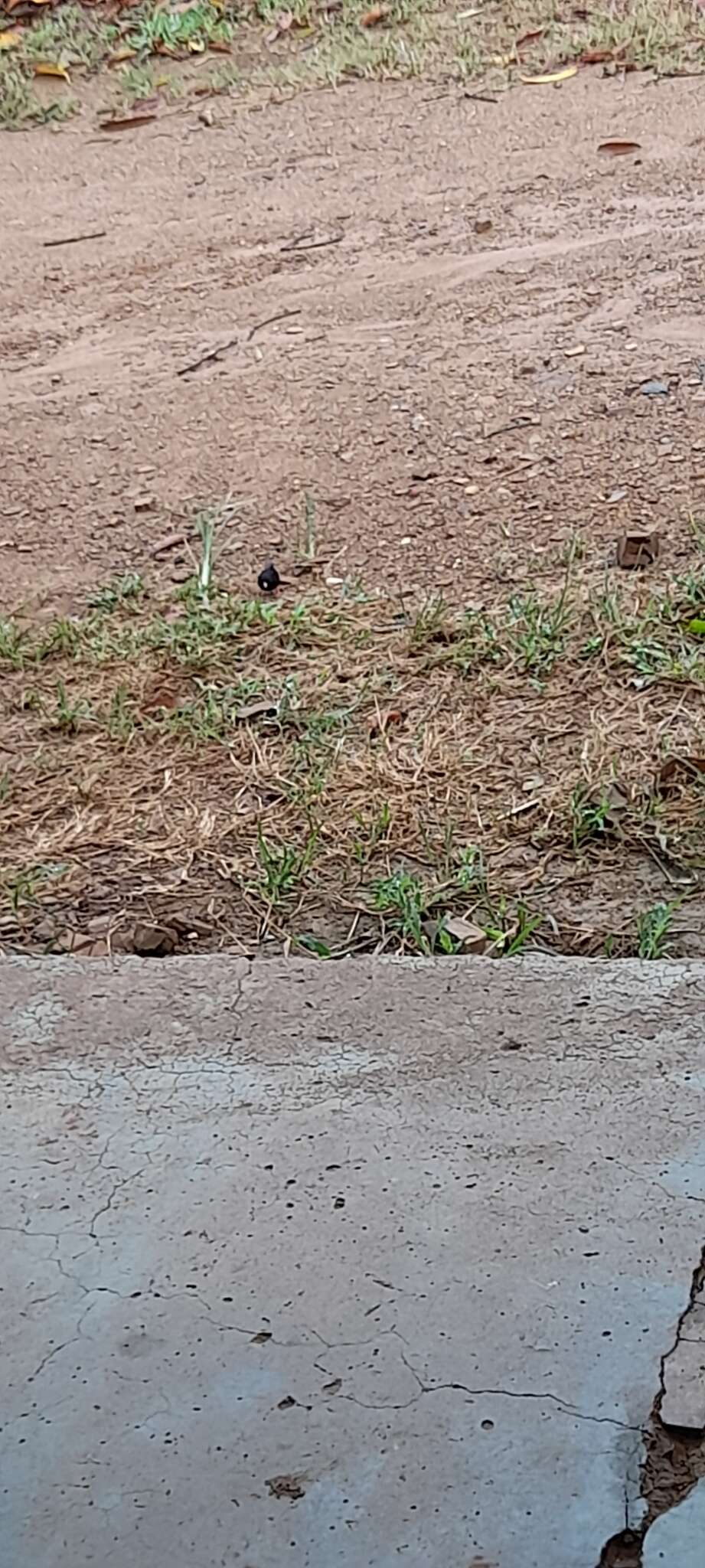 Image of Dusky Indigobird