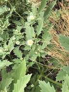 Plancia ëd Physalis acutifolia (Miers) Sandwith