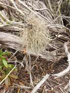 Image of sulcaria lichen