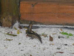 Image of Madagascar Girdled Lizard