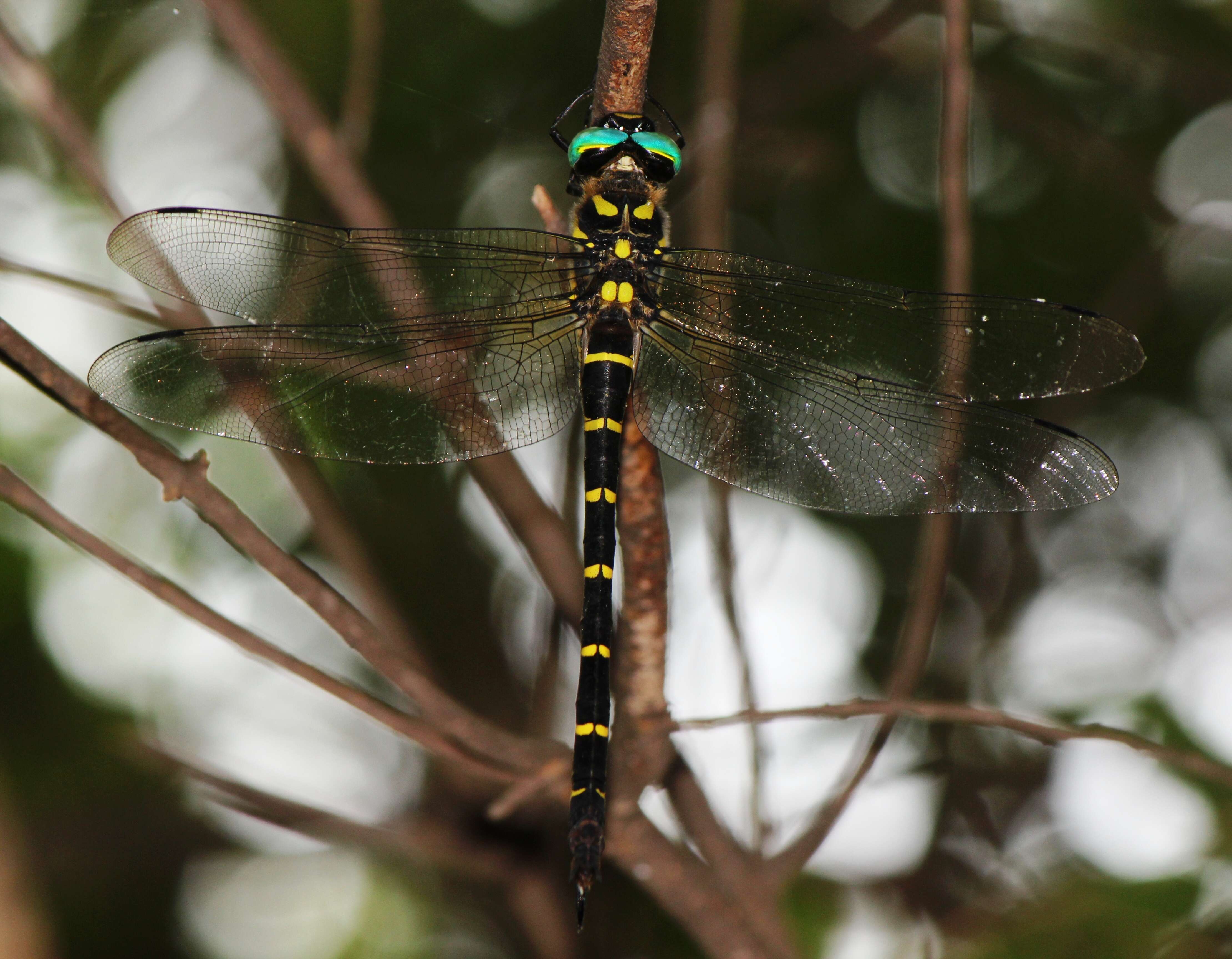 Image of Anotogaster sieboldii (Selys 1854)