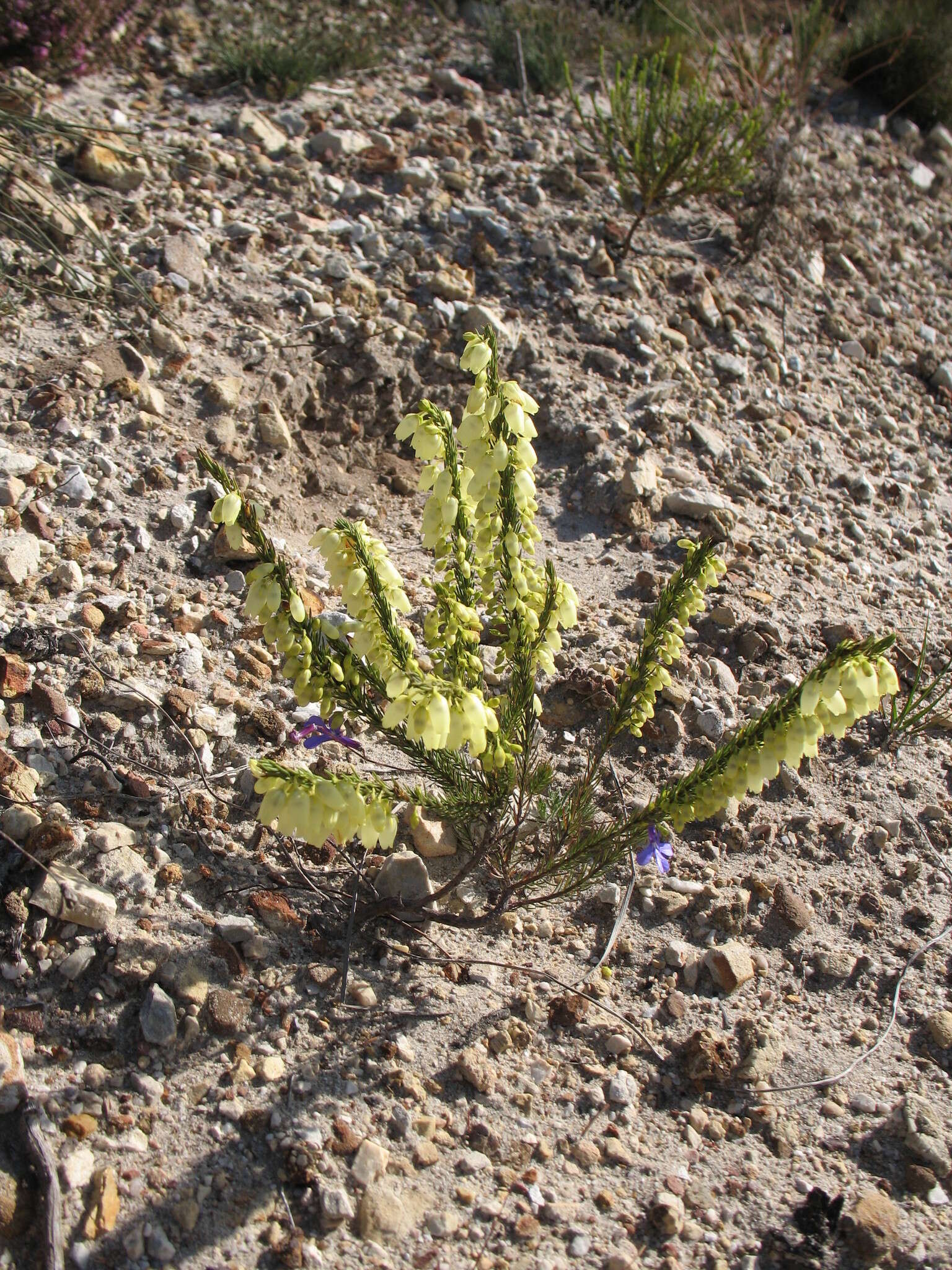 Imagem de Erica filipendula subsp. filipendula