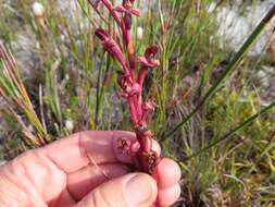 Image of Disa ophrydea (Lindl.) Bolus