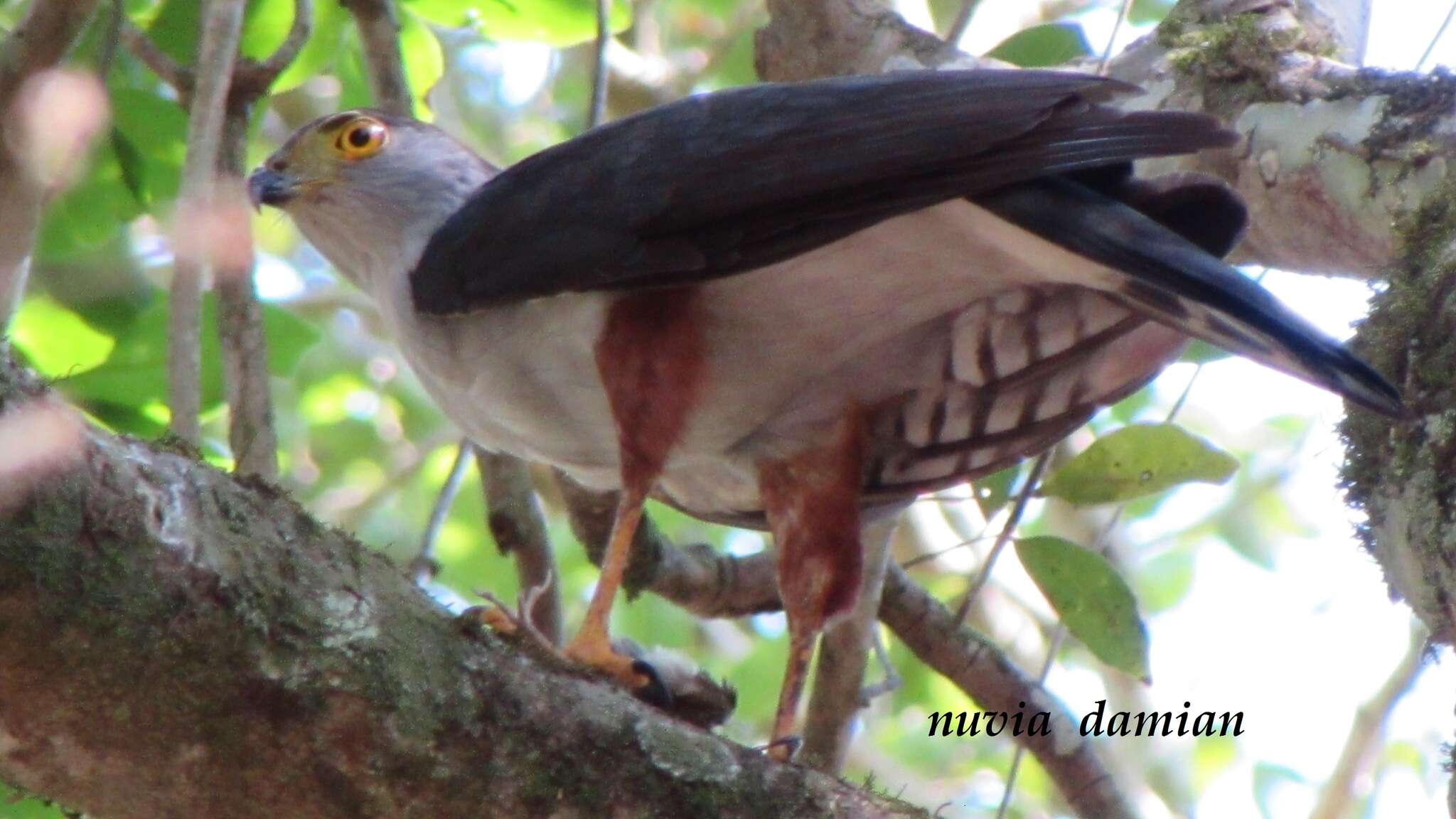 Image of Bicolored Hawk