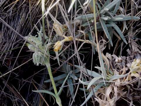 Image of Cerastium floccosum Benth.