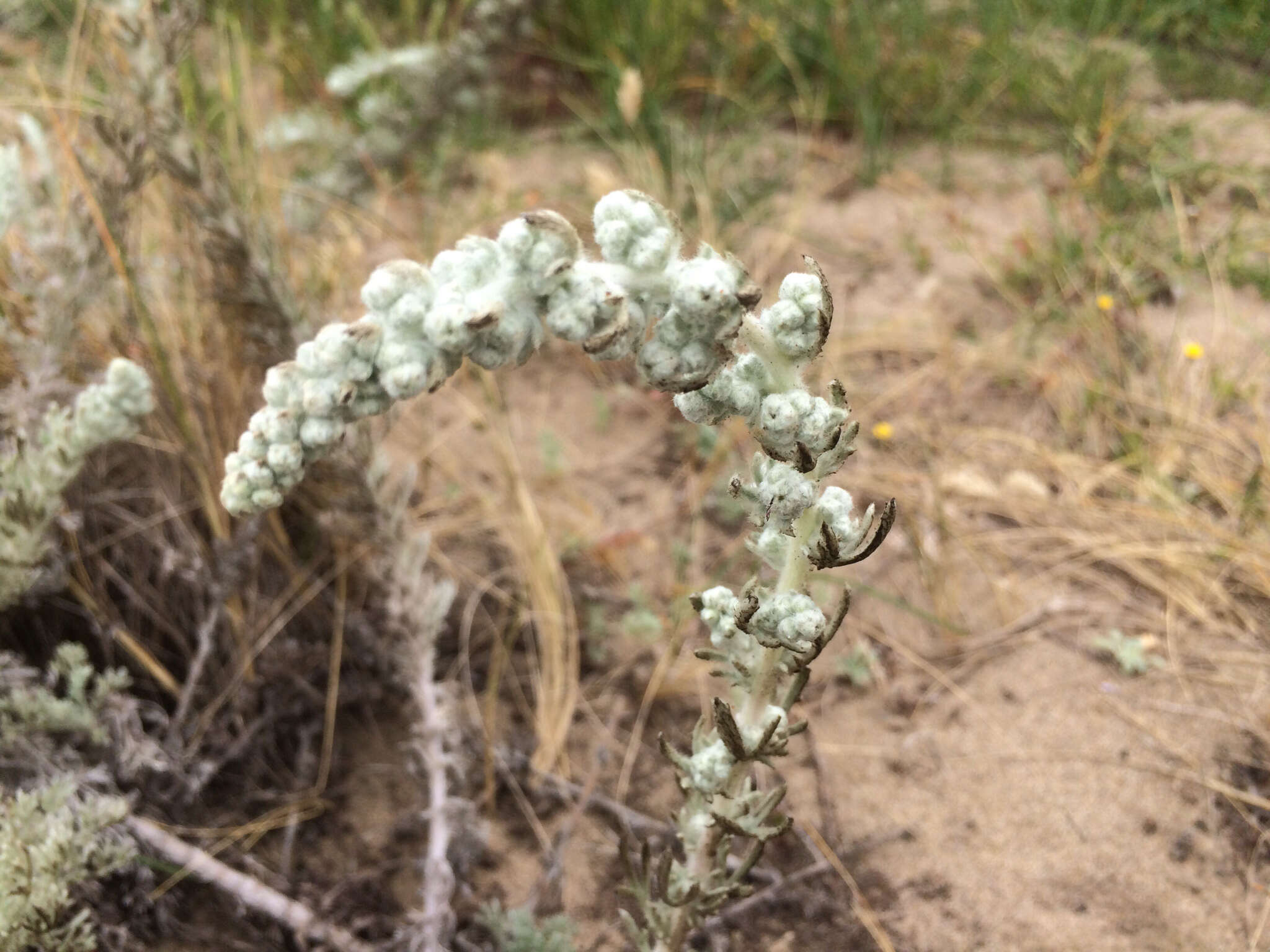 Image of beach wormwood